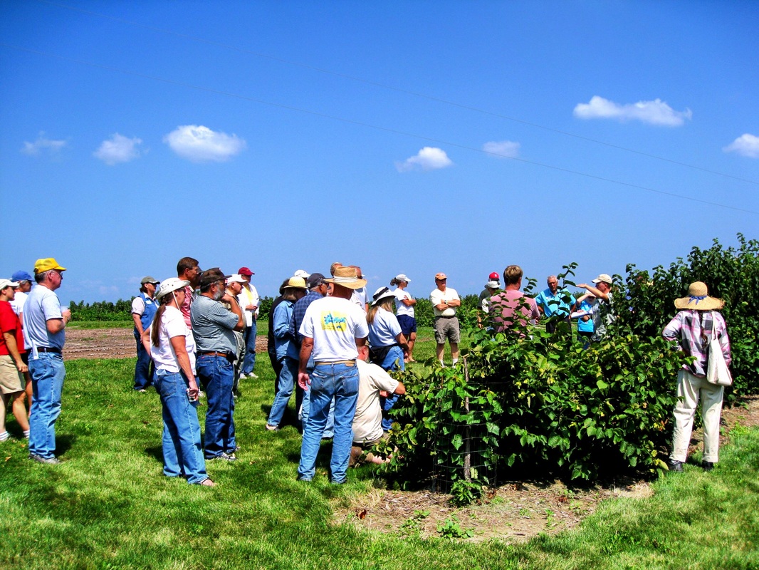 Midwest farmers gathering around a hazelnut bush