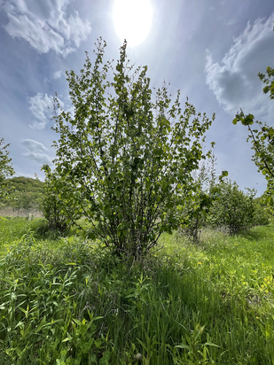 Hybrid American hazelnut bush in Minnesota