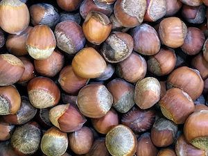 Pile of hazelnuts at Northland College