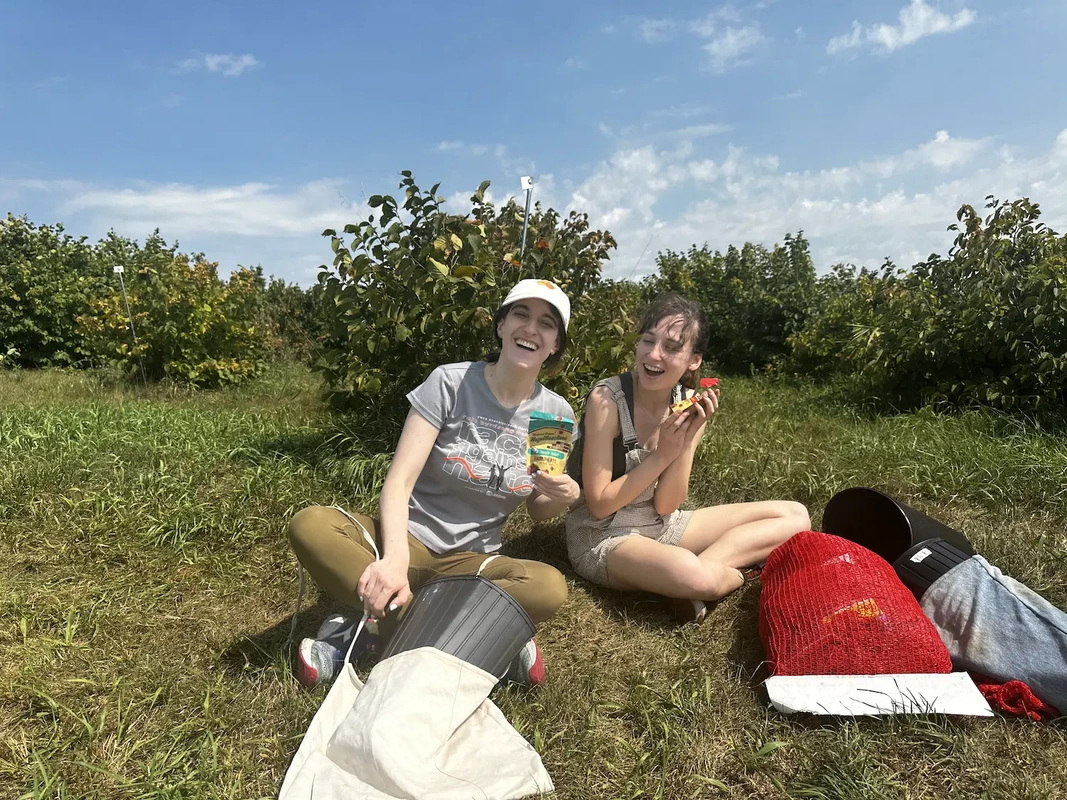 Two people taking a break from harvesting hazelnuts by eating HazelSnackers.